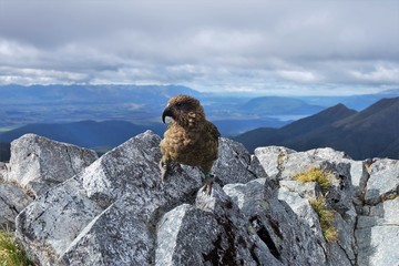 Kea