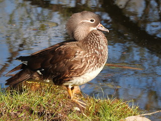Mandarin duck (doe)