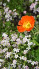 Flowers spring Montreux 