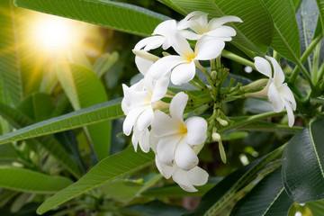 Obraz premium Beautiful white Plumeria flowers on a beautiful green leaf tree with blurren of sunrise.
