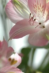 Color photo of spring flowers