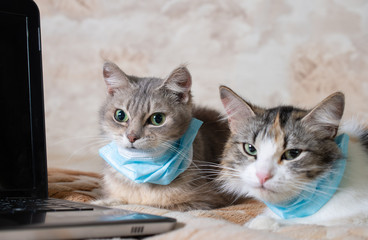 Two fluffy cats in a protective masks. The cats was protected from the virus by a mask and education and working online, makes shopping over the Internet 