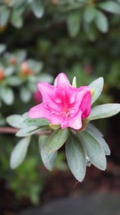 Flowers spring Montreux 