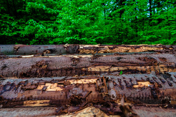 Holzlagerplatz im Wald