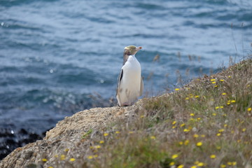 Gelbaugenpinguin