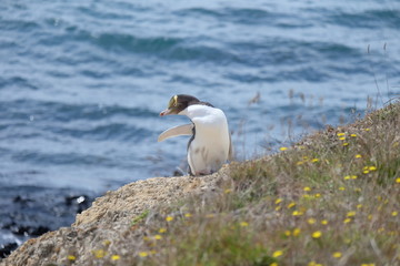 Gelbaugenpinguin