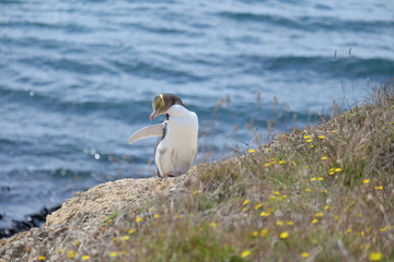 Gelbaugenpinguin