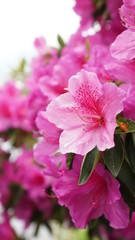 Flowers spring Montreux 