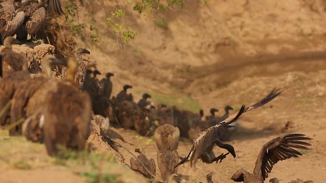 A flock of white-backed vulture (Gyps africanus) and marabou stork (Leptoptilos crumenifer) is feeding on the remains of a large elephant and crocodile by a river.Carion scavengers on a river bank.