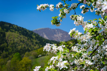 Apple tree blooming in spring