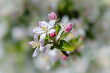 Apple tree blooming in spring