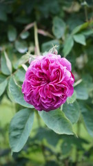 Flowers spring Montreux 