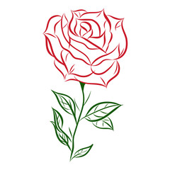 beautiful flower rose, red and green, vector illustration isolated on white background