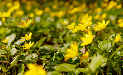 Spring sunny day in a flower forest glade.