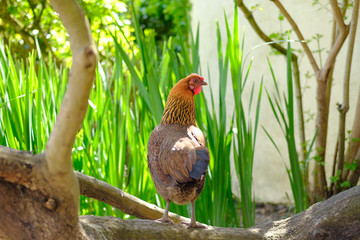 Portrait style image of of domesticated chicken hen seen perched on a back yard tree.