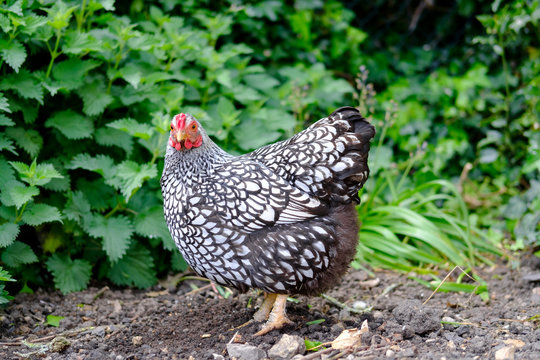 Portrait of a domesticated wyandotte hen seen looking at the camera in her outdoor setting. Part of a small domestic, free range flock kept for there eggs.  - Powered by Adobe