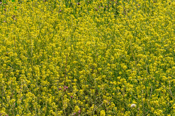 field of yellow flowers