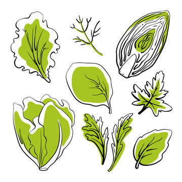 Salad leaves and herbs: lettuce, chicory, swiss chard, arugula, dill, parsley. Colorful line sketch collection of vegetables and herbs isolated on white background. Doodle hand drawn vegetable icons. 