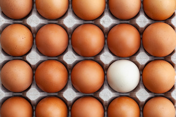 Whole brown chicken eggs and one white in tray