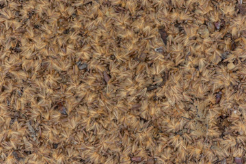 wool texture background