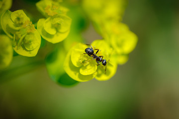 Ant on a green flower