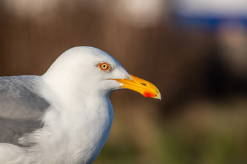 seagull