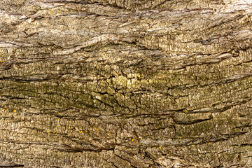 tree bark texture