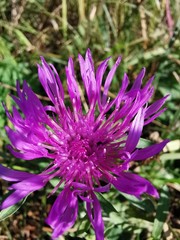 purple thistle flower