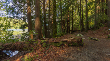 Fallen moss-covered tree on forest loop trail at Sasamat Lake, BC

