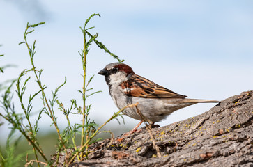 a sparrow gazing around in the birds park of Pont de Gau, Camargue