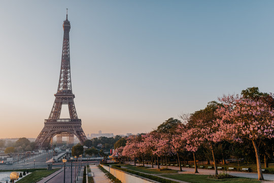 eiffel tower in paris pimk tree spring 2020 quarantine covid19