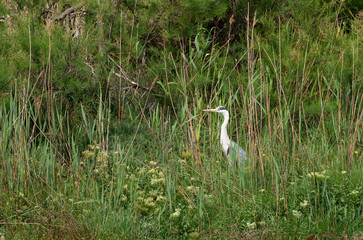 an adult heron is standing by the shore of a pond in Camargue birds park of Pont de Gau