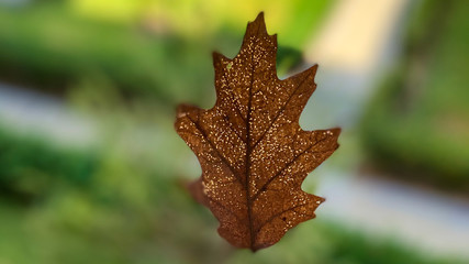 dry maple leaf 