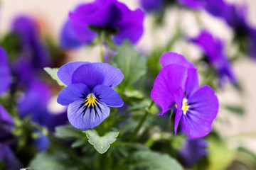 bratek © kolorowekadry