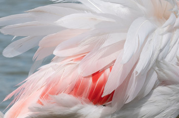 Pink flamingo in the open bird park in Pont de gau, feathers abstract