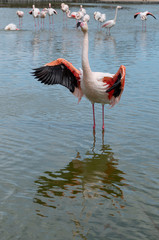 Fototapeta na wymiar Pink flamingo is stetching in the open bird park in Pont de gau