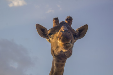 A giraffe close-up front view