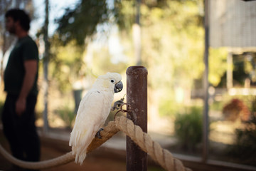 a white cockatoo parrot sits on a thick rope and holds a blade of grass in its paw
