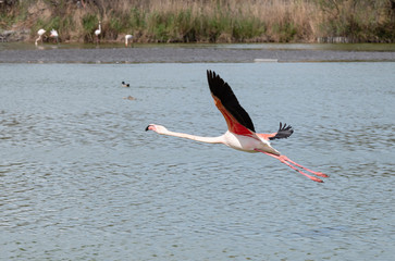 Pink flamingo in the open bird park in Pont de gau flying over the pond