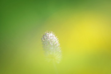 dandelion on green background