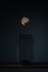 Flor em vaso prisão a libertar-se 