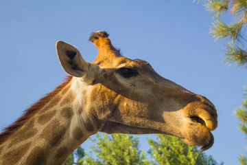 Giraffe close up side view