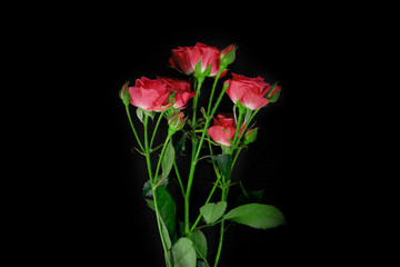 Red roses on a black background in the studio. View from above.