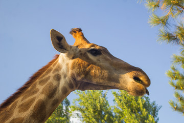 Giraffe close up side view