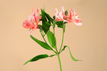 Fototapeta na wymiar Beautiful lily flowers with a long green stem on a beige background. Studio shot.