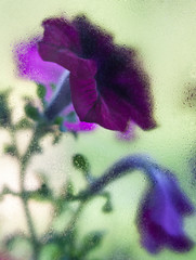 Purple flowers behind the wet glass