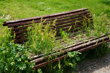 old wooden bench in the park full of plants
