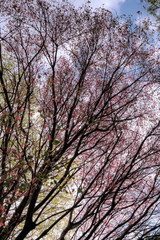 young leaves on a banyan tree