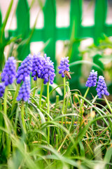 Obraz premium Вlue honey flowers. Spring flowers.