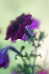 Purple flowers behind the wet glass